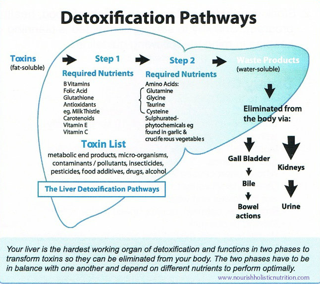 on2-detox-pathways1