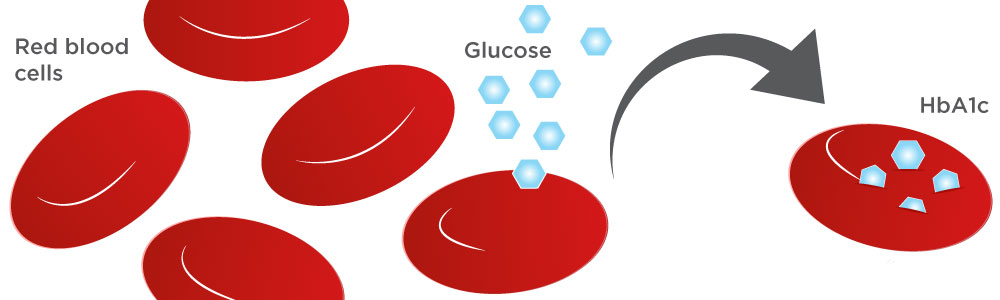 on3-glycated-hemoglobin1