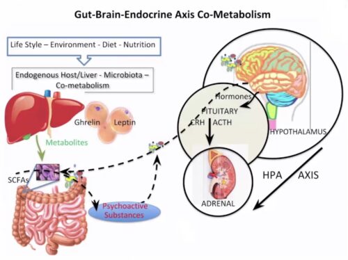 on3-gutbrain1